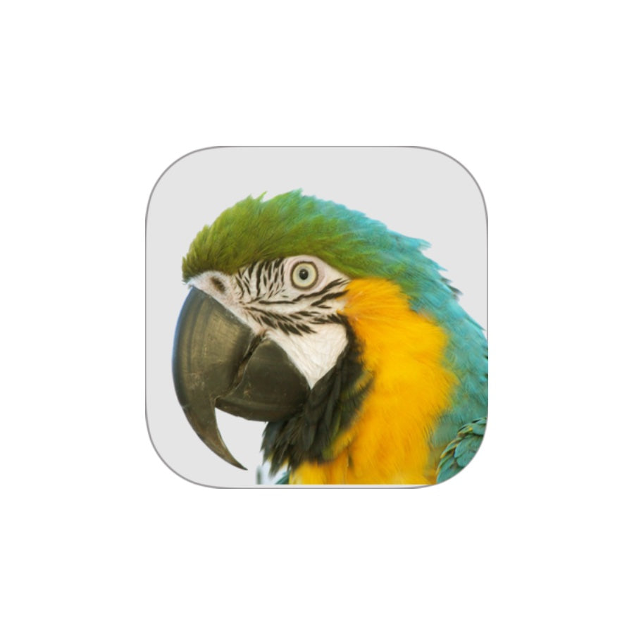 Macaw